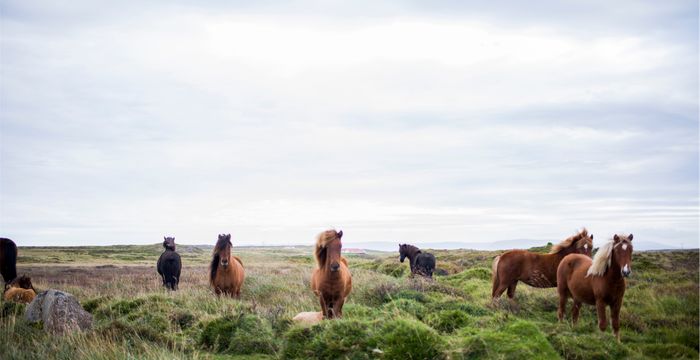 international handbook on ecotourism archive